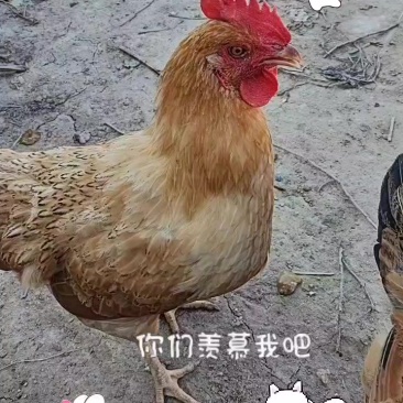 不喂饲料，吃米糠玉米粉，180天+的项鸡，会母鸡蹲，未下蛋