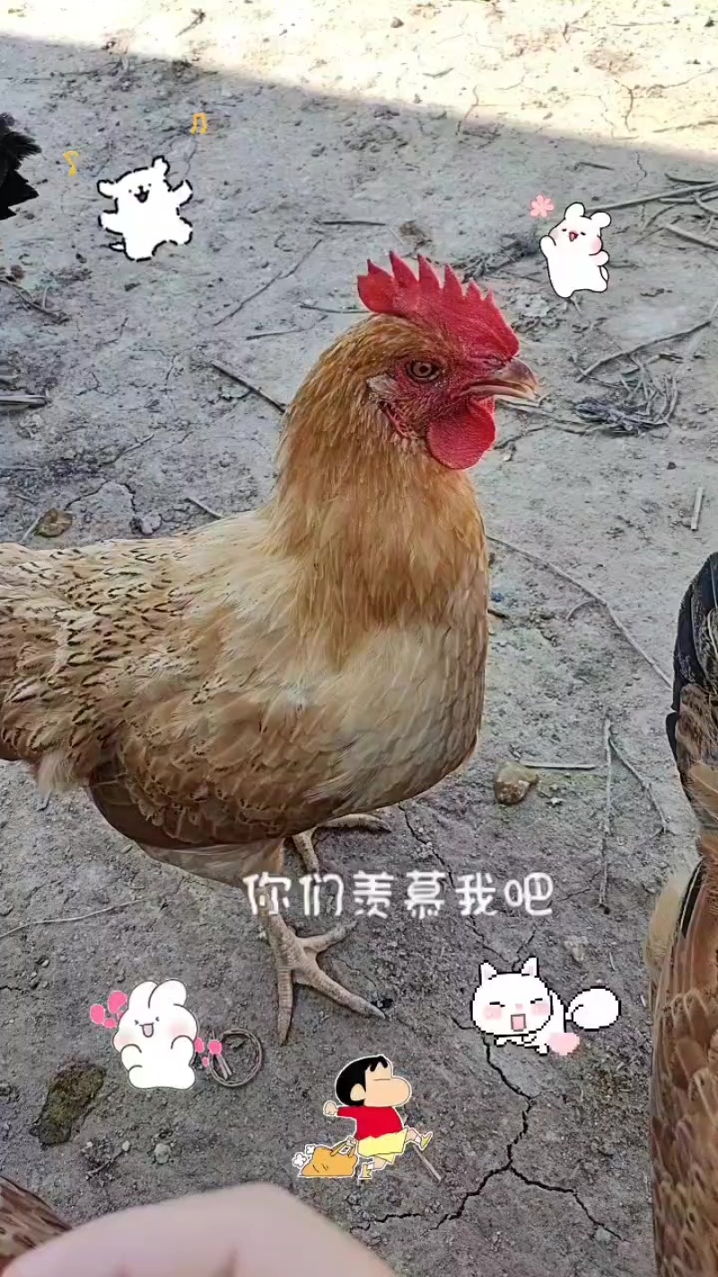 不喂饲料，吃米糠玉米粉，180天+的项鸡，会母鸡蹲，未下蛋