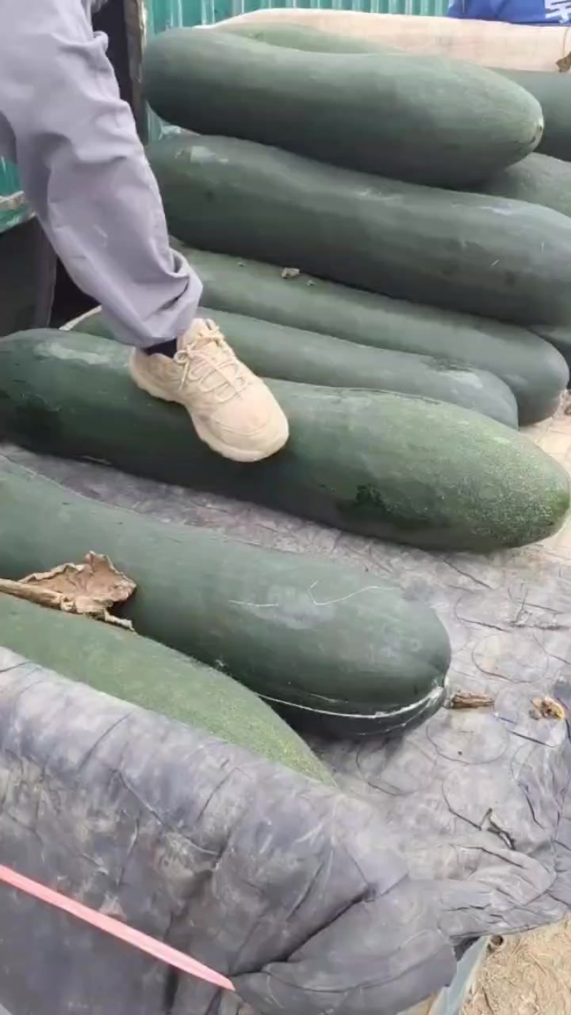沈阳优质吊藤冬瓜中长条大长条大量有货
