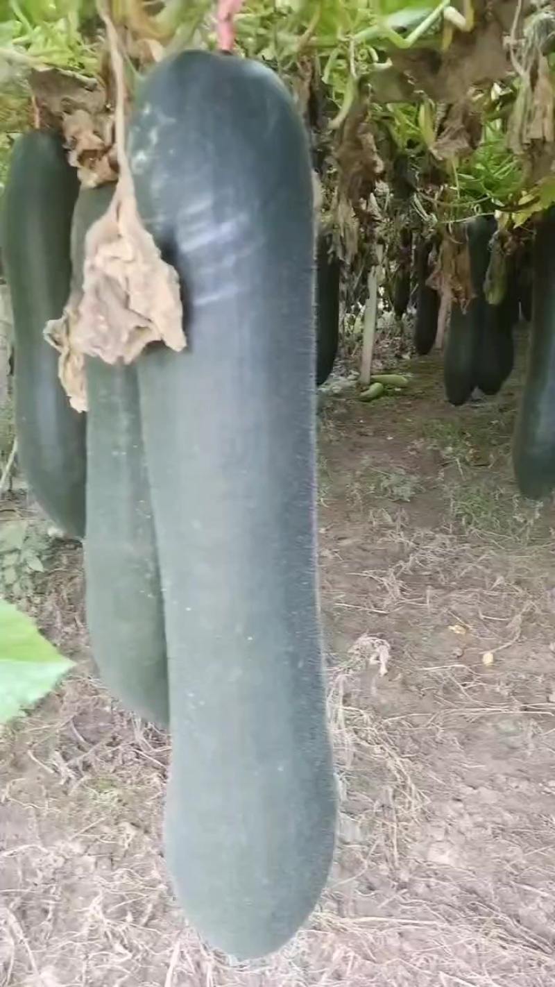沈阳优质吊藤冬瓜中长条大长条大量有货