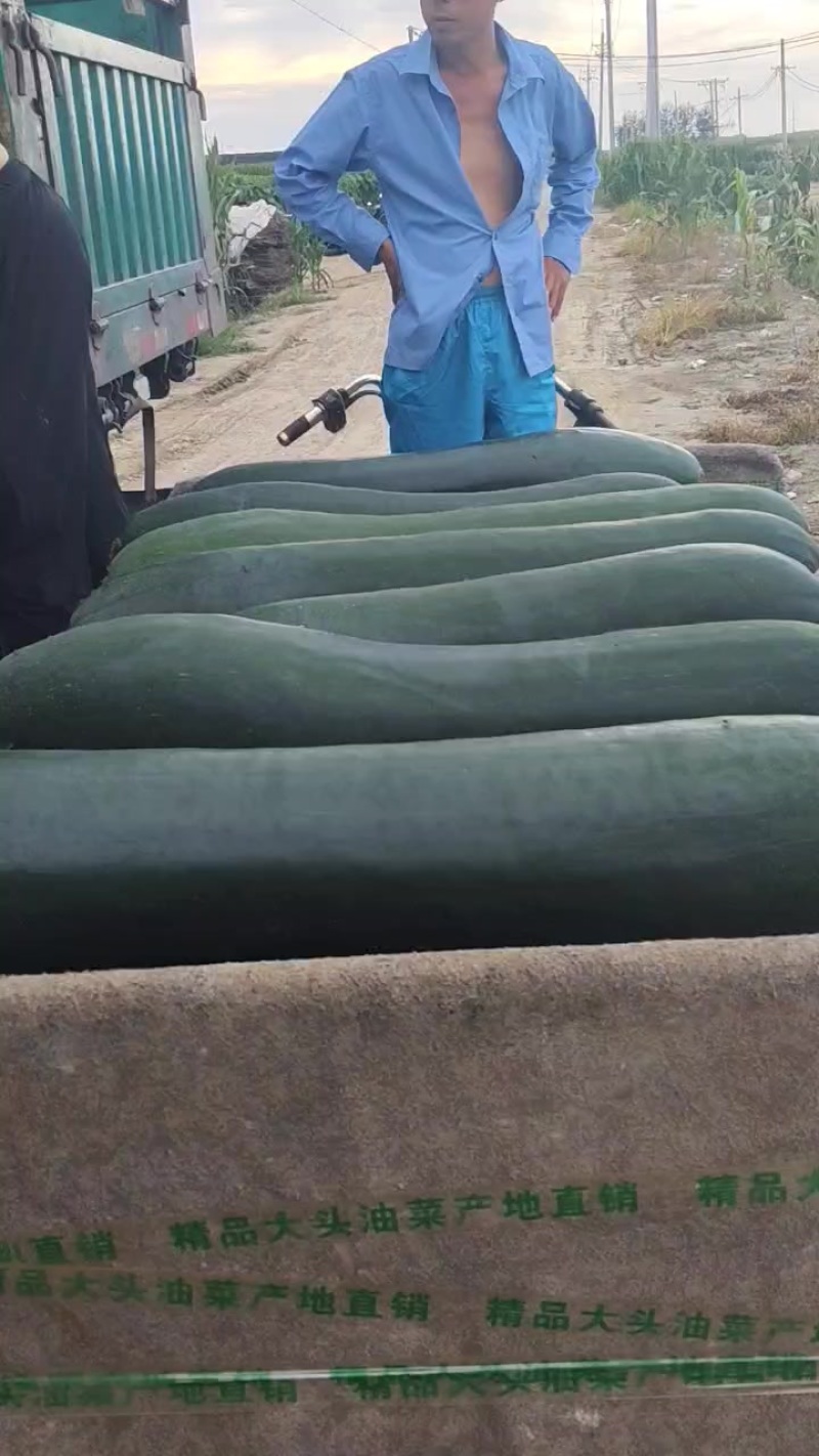 沈阳优质吊藤冬瓜中长条大长条大量有货