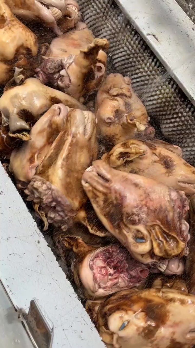 火烧羊头