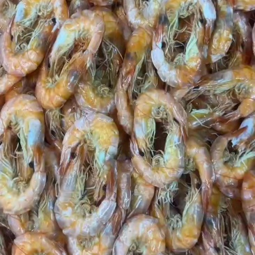 【烤虾串】烤虾好吃有嚼劲，有需要的老板联系