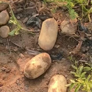 黄皮黄心土豆现挖现发