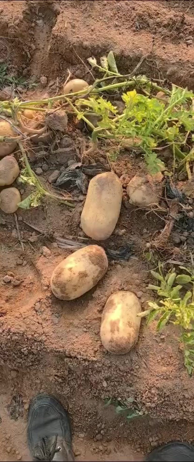 黄皮黄心土豆现挖现发