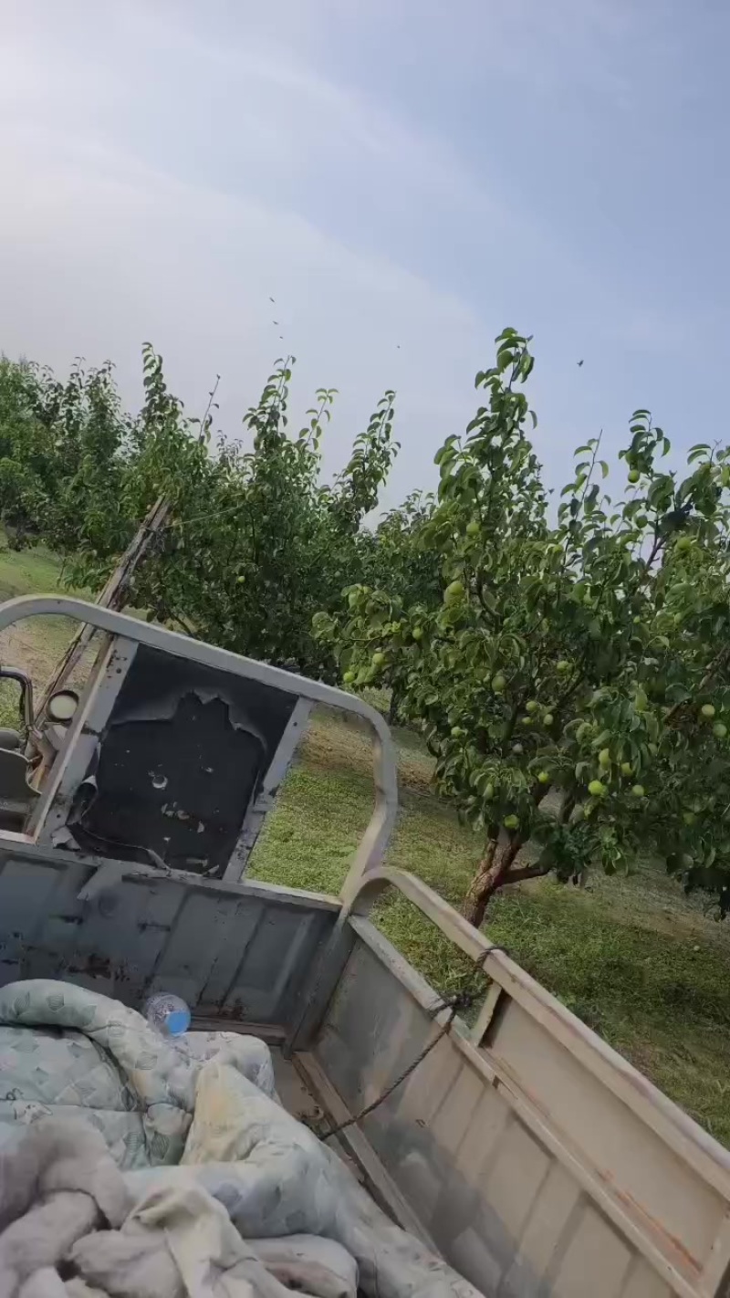 皇冠梨