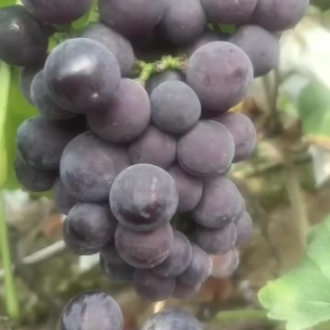 巨峰葡萄