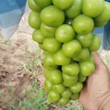 冷棚阳光玫瑰己成熟