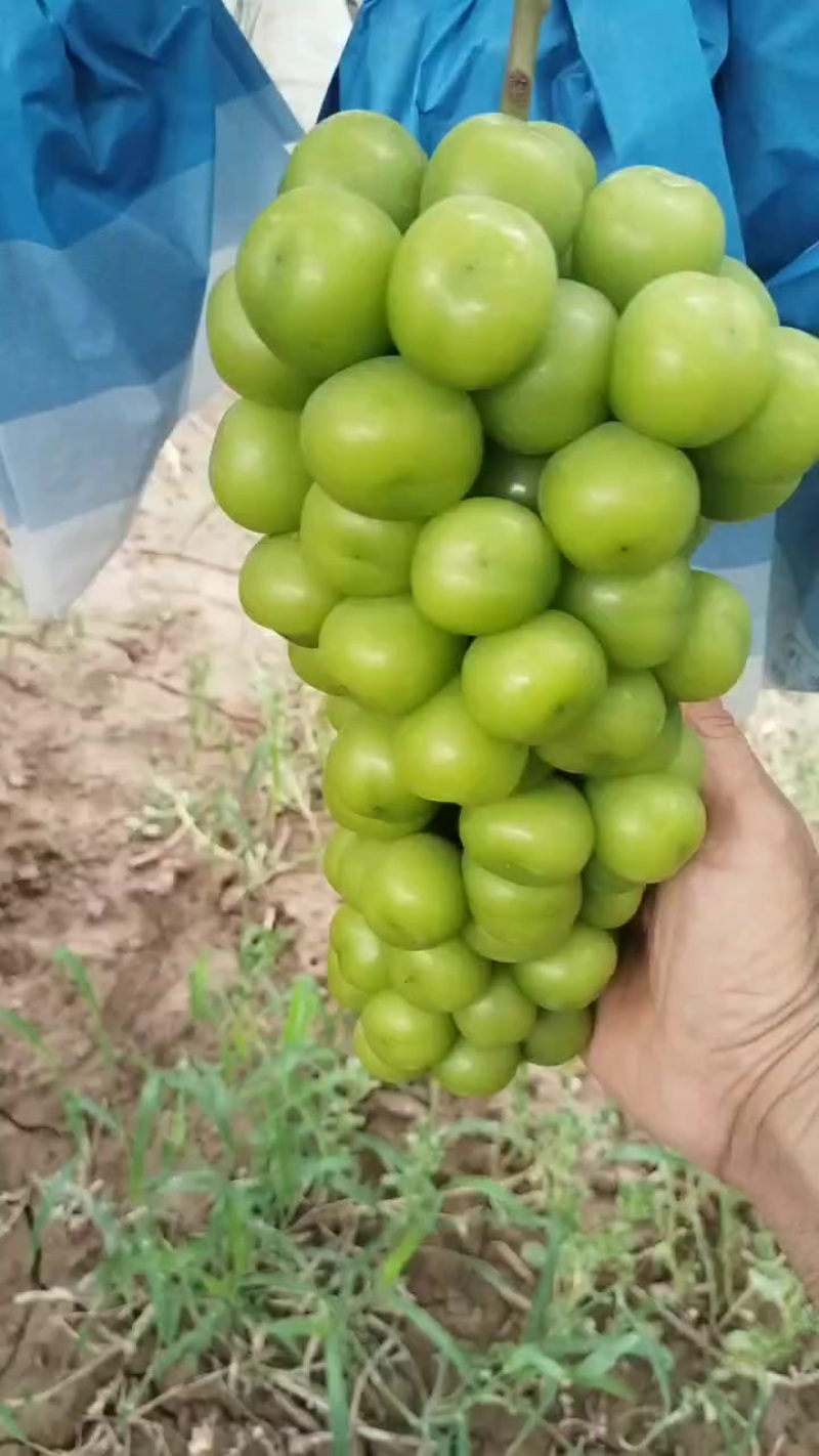 冷棚阳光玫瑰己成熟