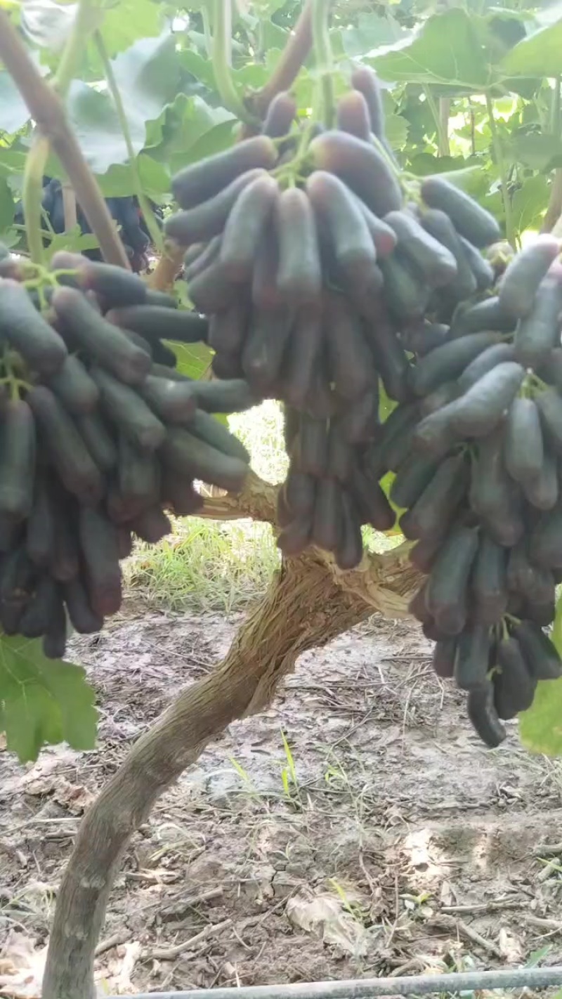 冷棚阳光玫瑰己成熟