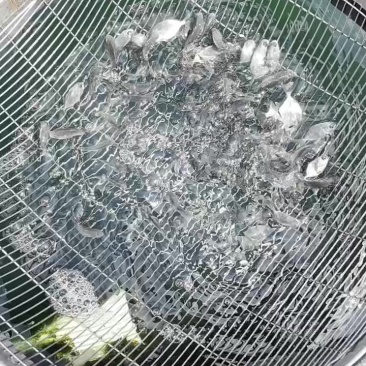金鲳鱼苗130条