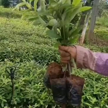 麻梨树苗