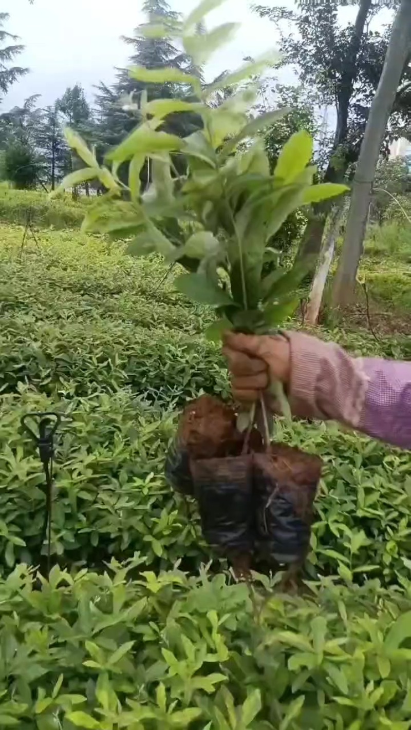麻梨树苗