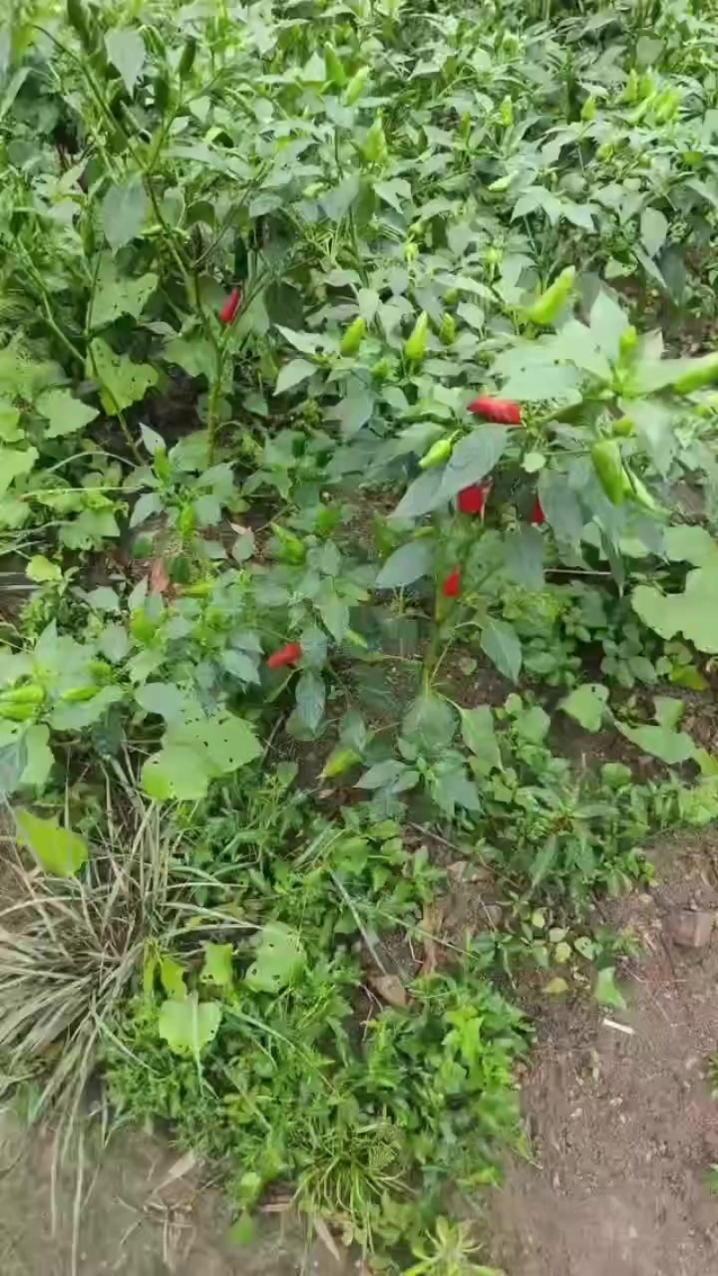 福建辣椒，红椒