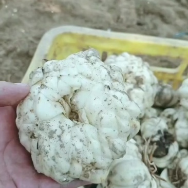 百合种球