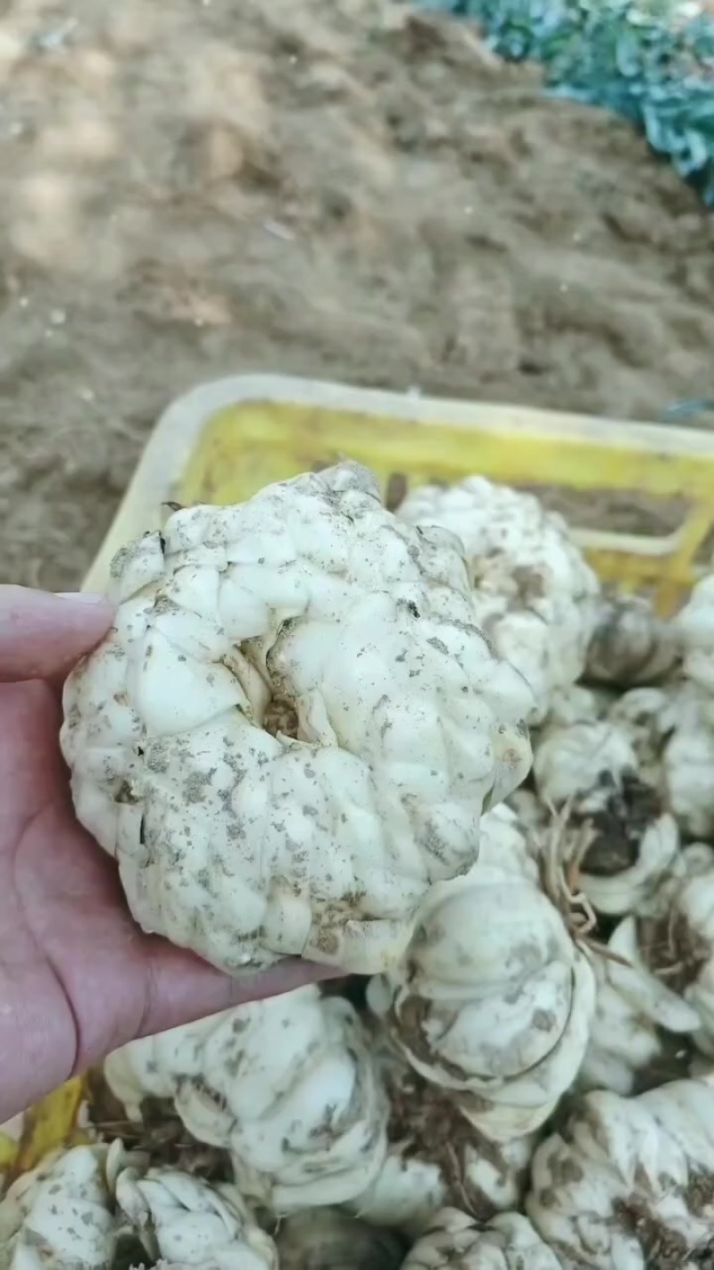 百合种球