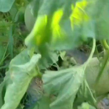 哈密瓜