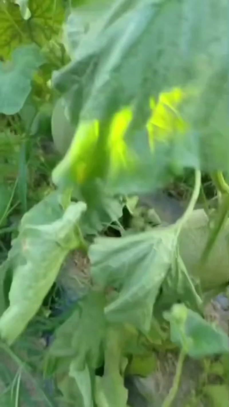 哈密瓜