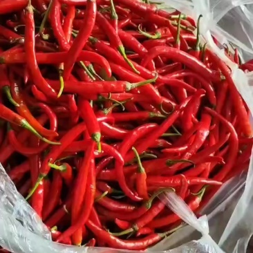贵州红辣椒