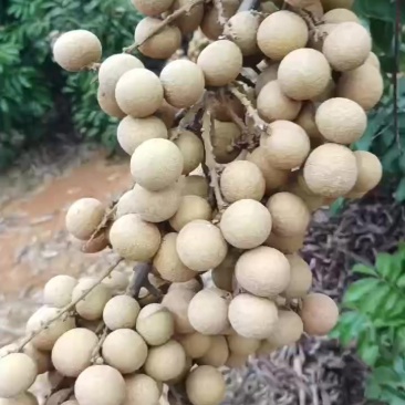 武鸣龙眼