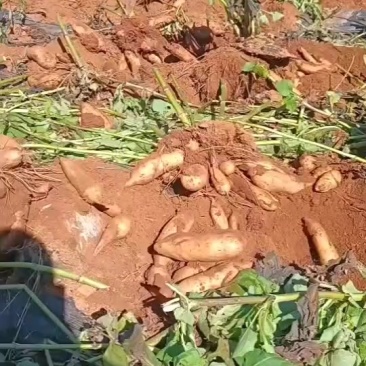 雪莲果