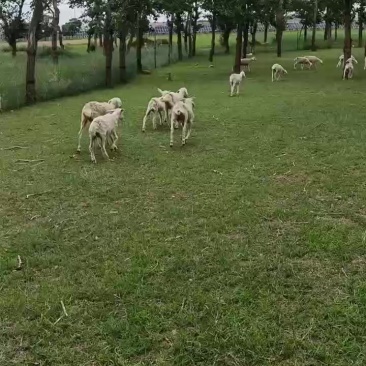 出售羊羔
