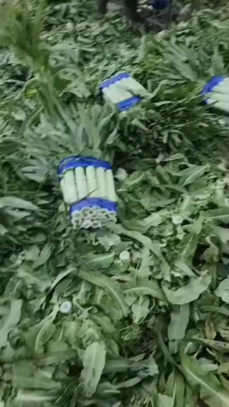 精品莴笋