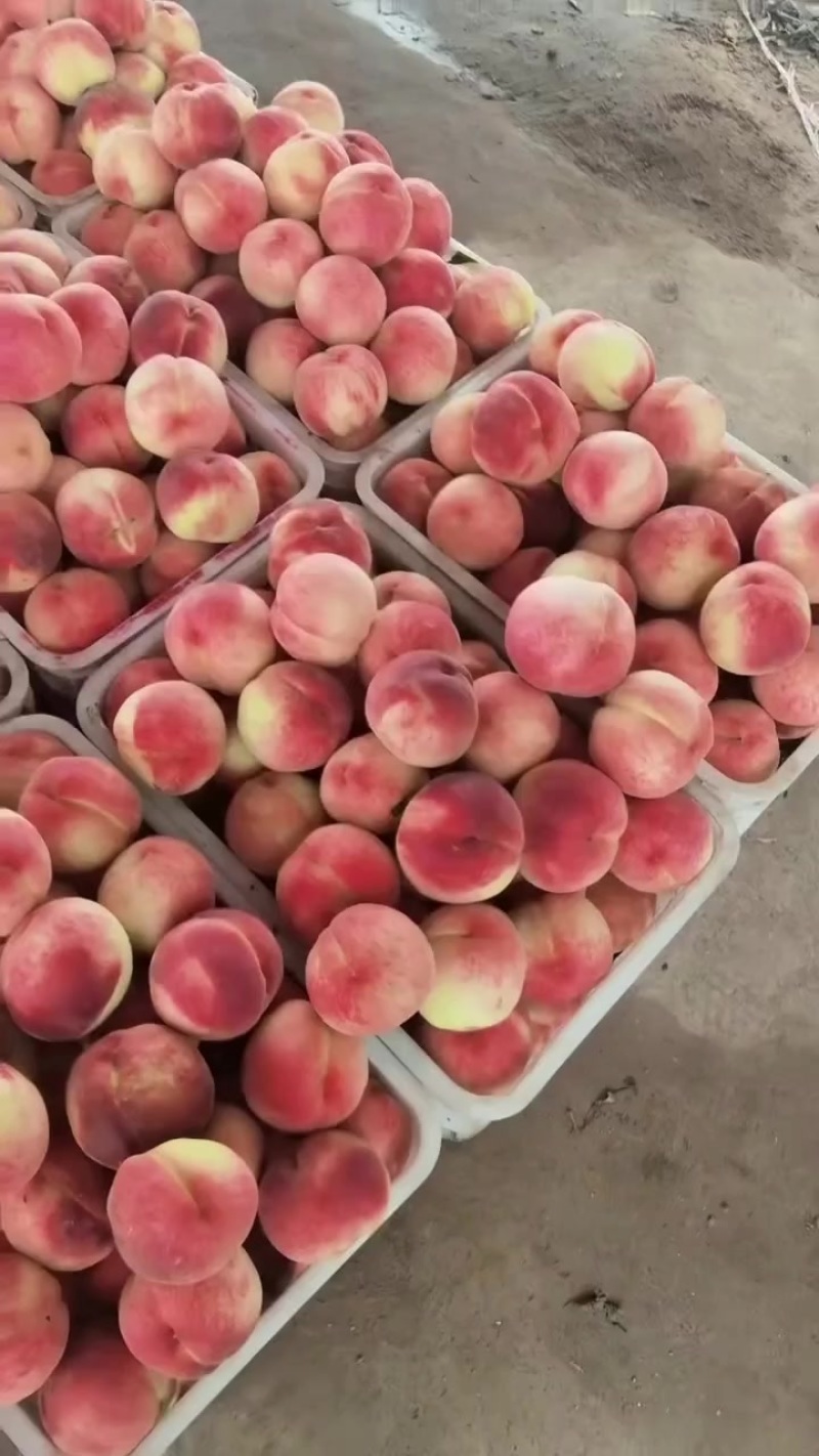 水蜜桃