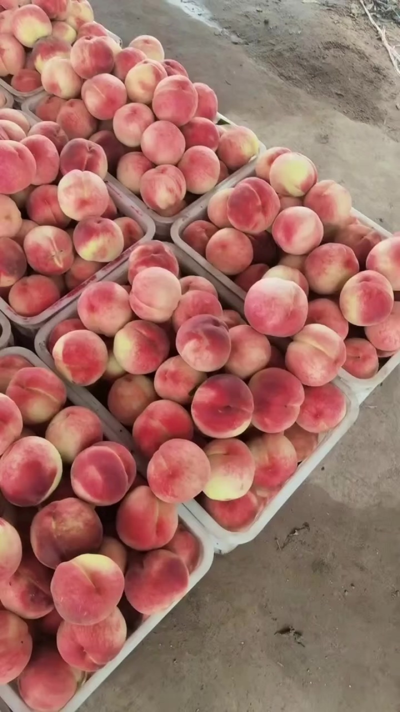 水蜜桃