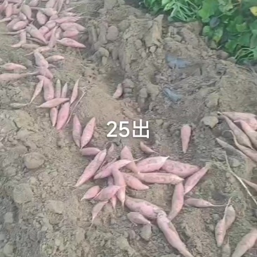 烟薯西瓜红薯龙九大量上市中有需要老板联系价格不高