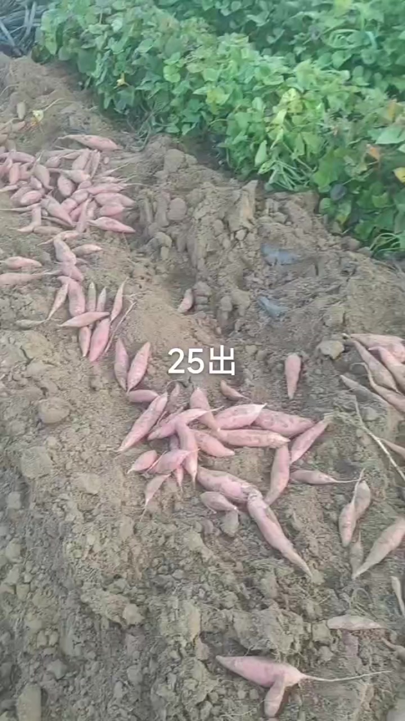 烟薯西瓜红薯龙九大量上市中有需要老板联系价格不高