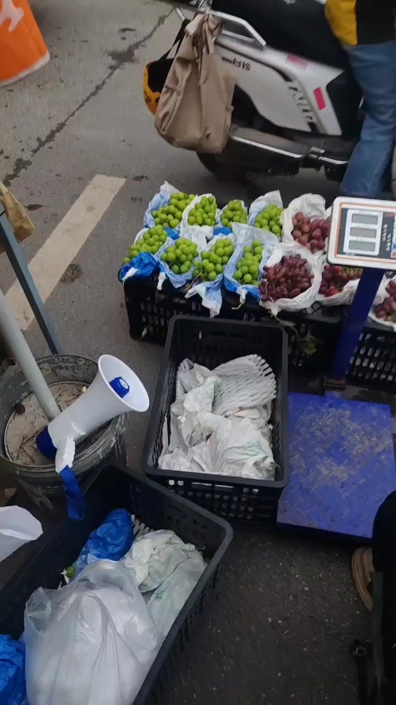 宾川葡萄，红提，阳光玫瑰，克伦生