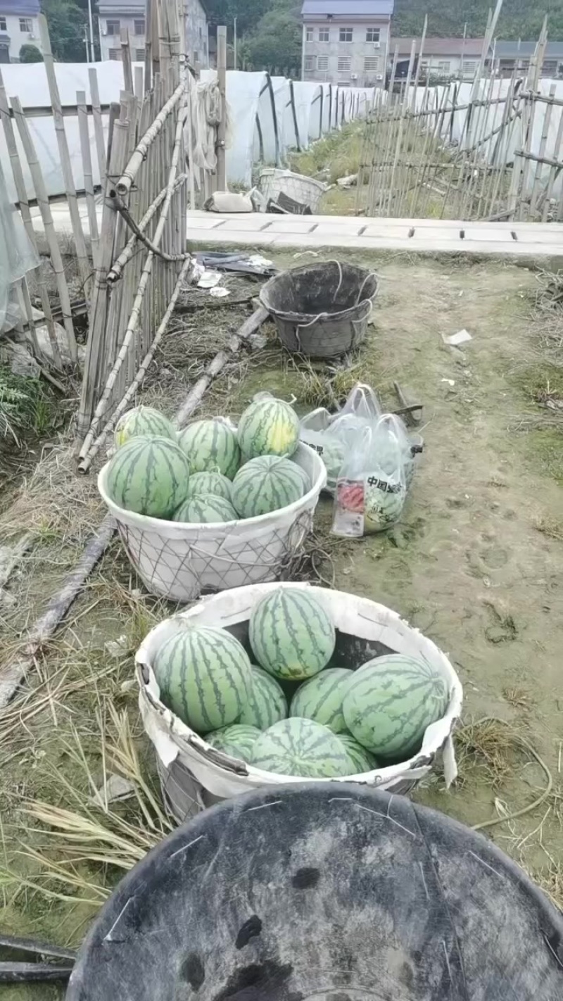 牛奶西瓜