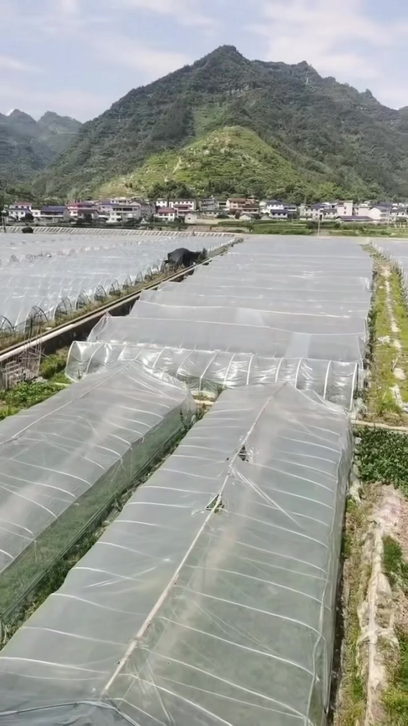 牛奶西瓜