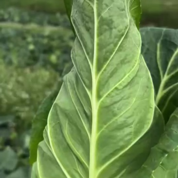 牛心包菜、土豆、菠菜、豆王、