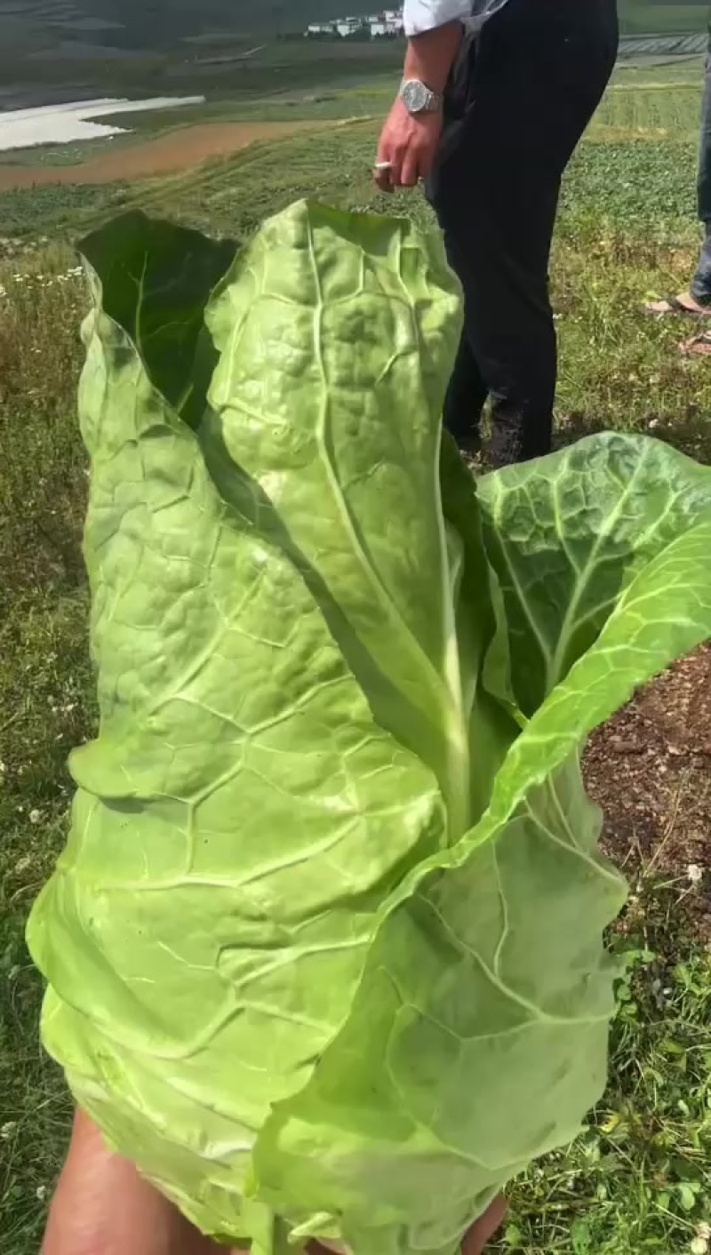牛心包菜