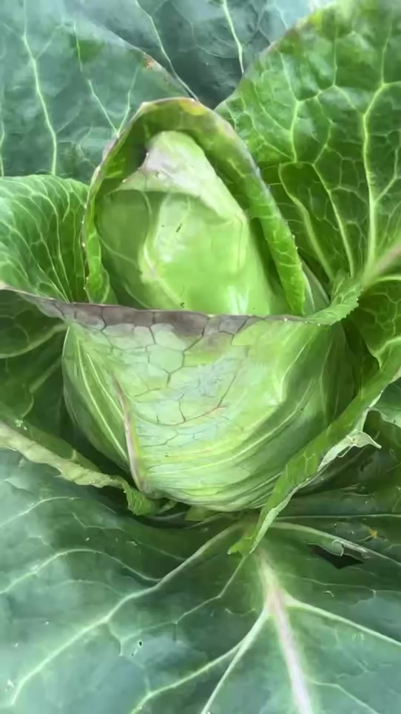 牛心包菜