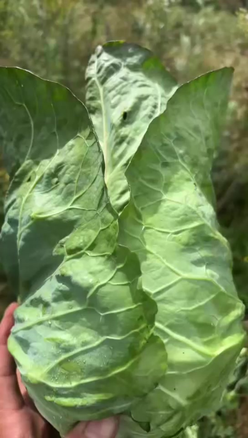 牛心包菜
