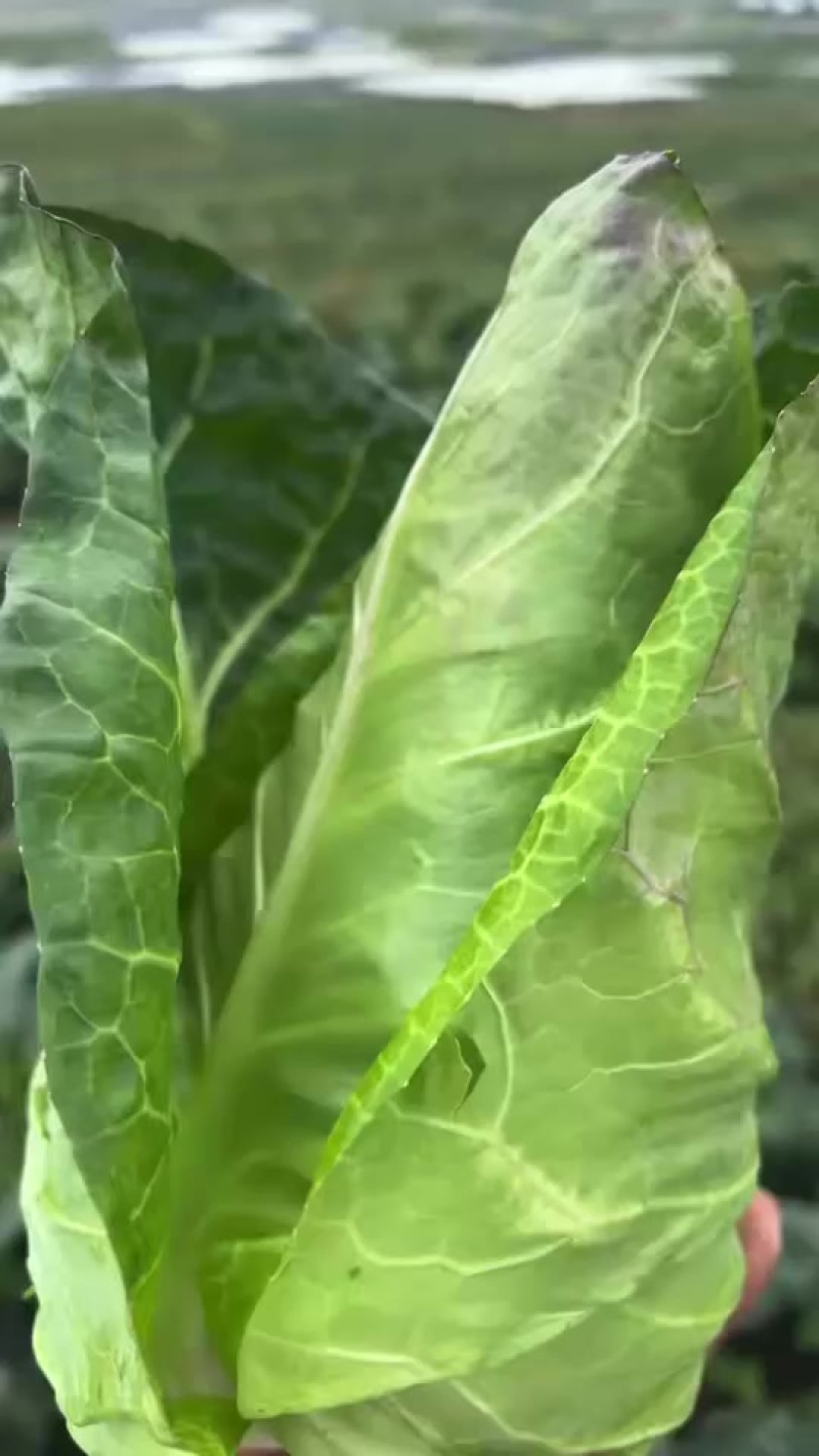 牛心包菜