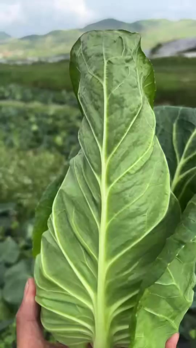 牛心包菜