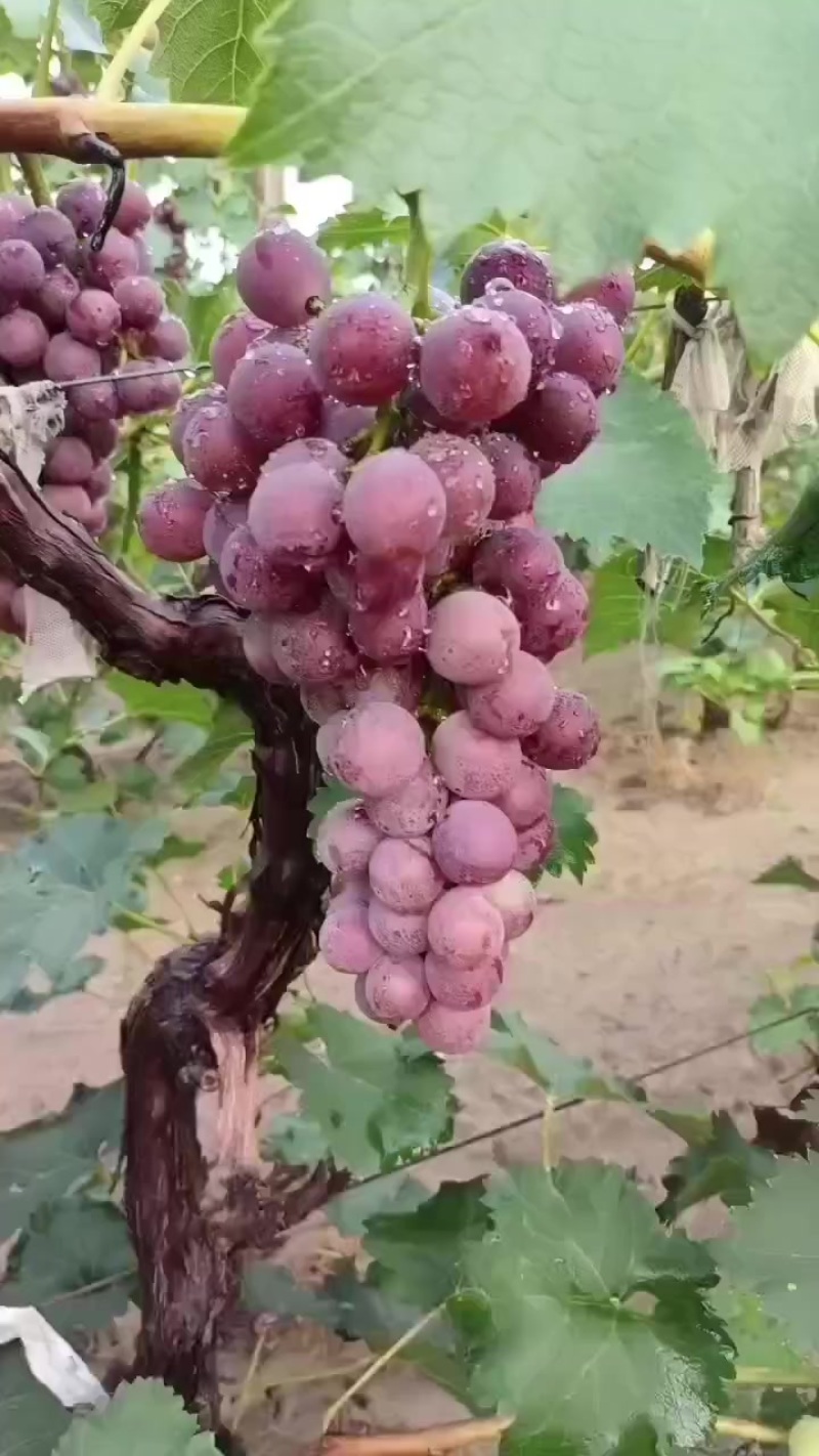 永清巨峰葡萄***********