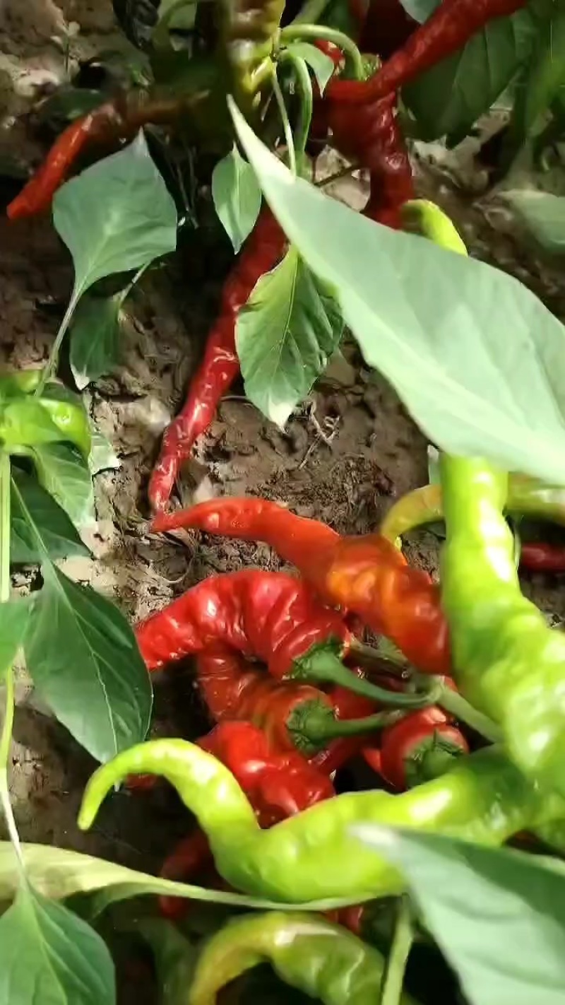 红辣椒