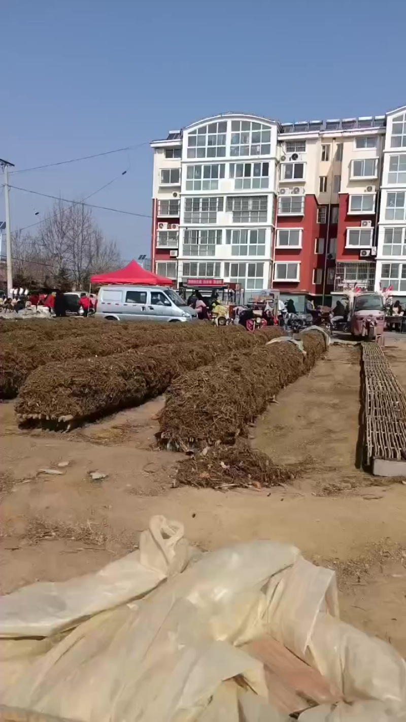 精品丹参天然野生质量保证欢迎联系量大从优