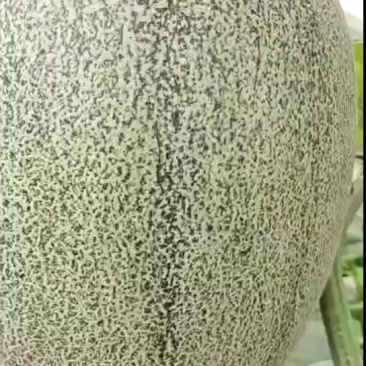 哈密瓜