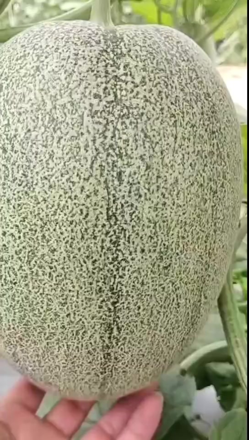 哈密瓜