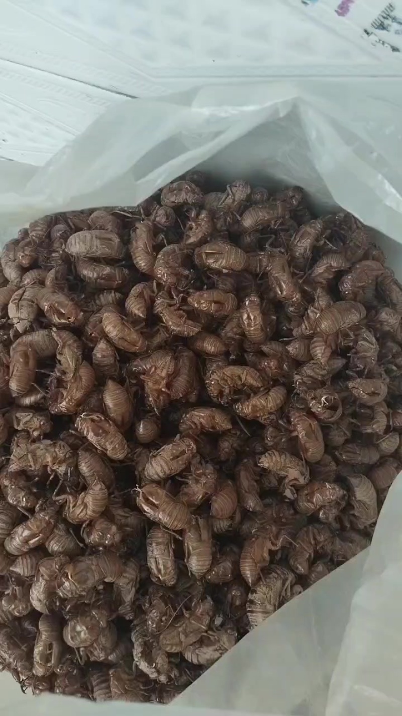 纯野生金蝉皮