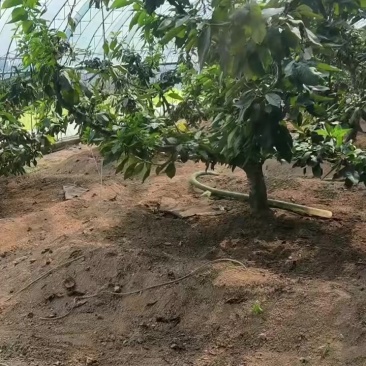 大连樱桃