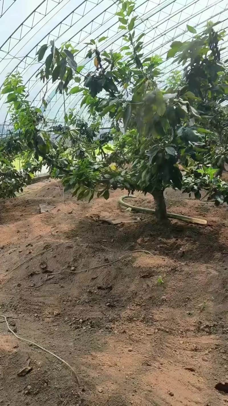大连樱桃