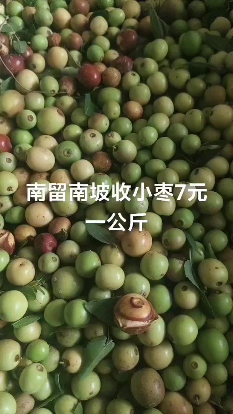 酸枣