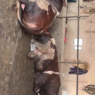 活牛出售